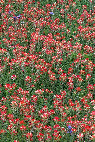 Jones, Adam 아티스트의 Meadow of red Texas Paintbrush and Purple-head Sneezeweed and Spiderwort flowers작품입니다.